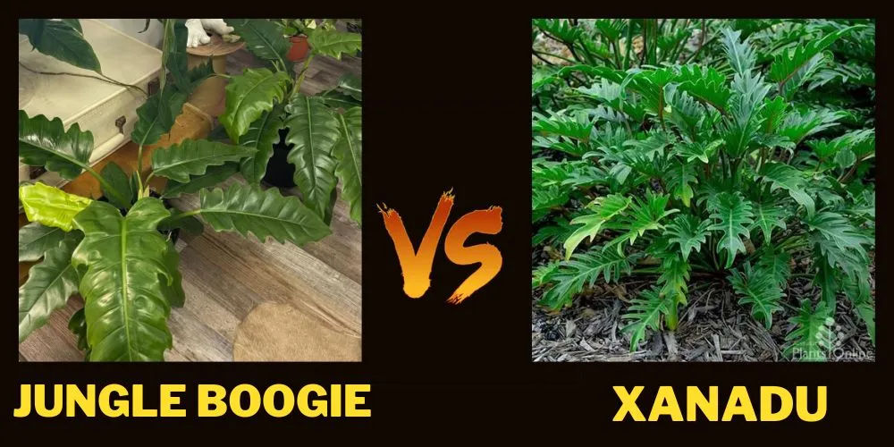 Philodendron Jungle Boogie vs Xanadu