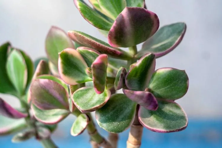 Stress-Related Causes of Purple Jade Plant Leaves