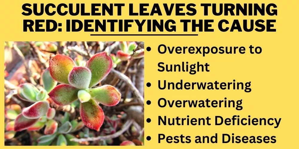 Succulent leaves turning red: Identifying the Cause