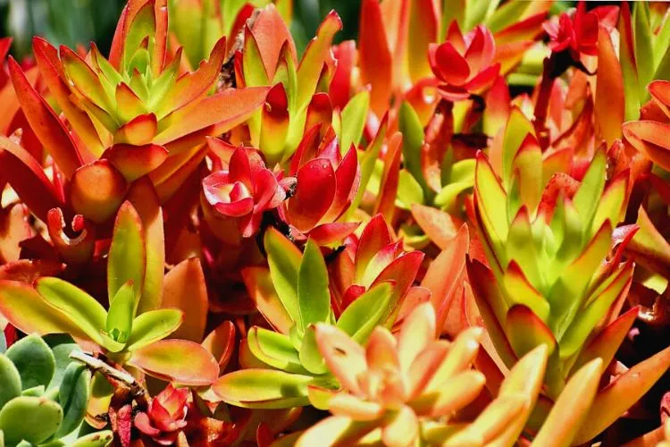 Succulent leaves turning red