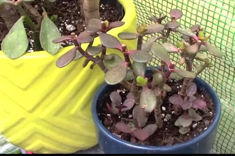 Sunlight-Related Causes of Purple Jade Plant Leaves