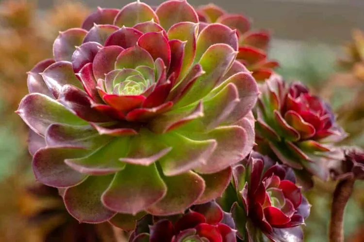 What to do if the succulent turns red