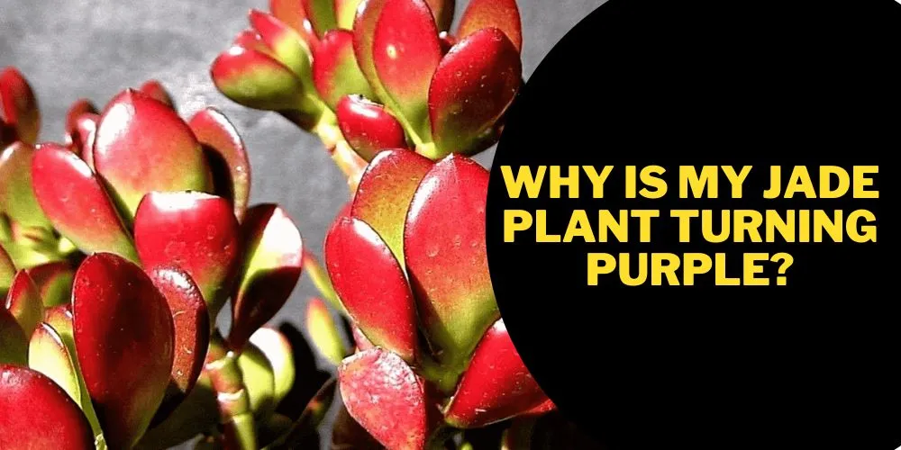 5 Reasons For Jade Plant Turning Purple With Easy Solutions