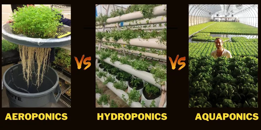 Aeroponics vs Hydroponics vs Aquaponics (The Best Comparison Guide)