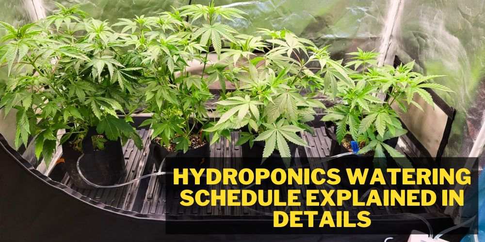Hydroponics watering schedule Explained In Details (1)