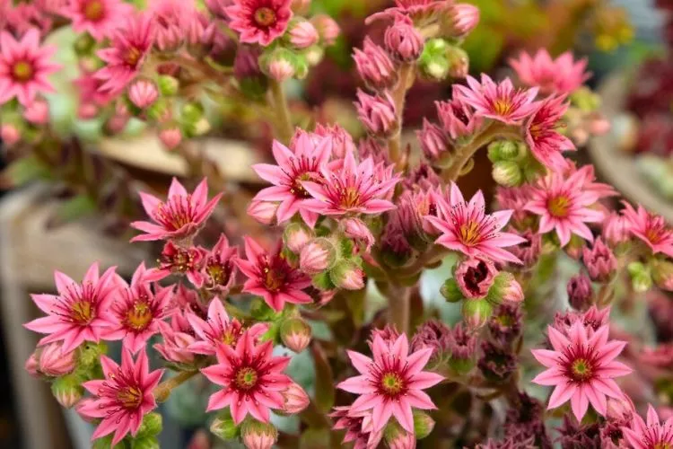Succulents with pink flowers