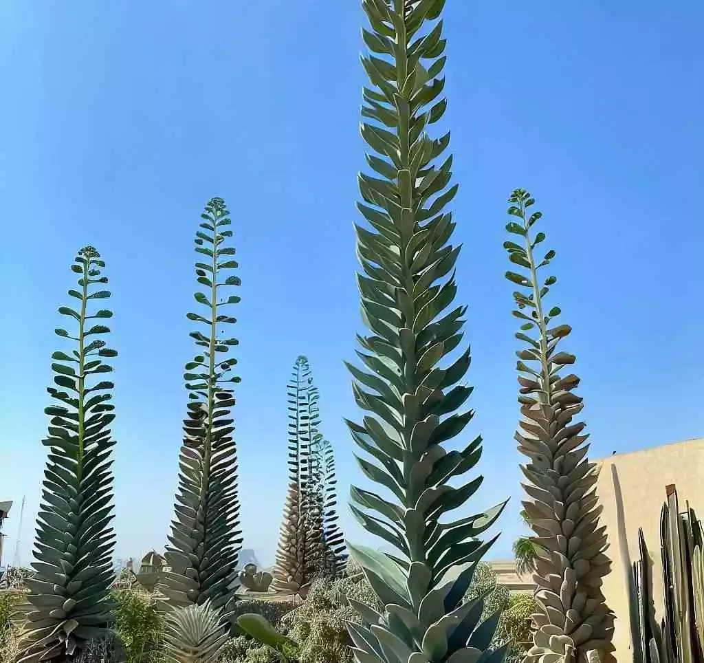 What is a fast growing tall succulent