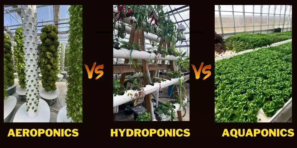 Aeroponics vs Hydroponics vs Aquaponics