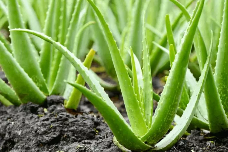 Applying Coffee Grounds to Aloe Vera Plants