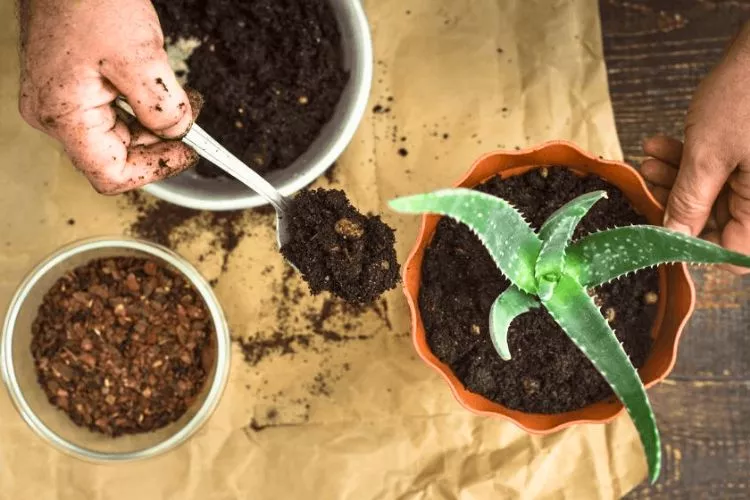 Are coffee grounds good for aloe vera plants
