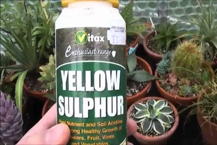 Benefits of Sulfur for Succulents
