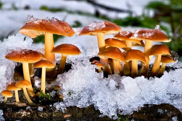Can mushroom spores survive in a freezer