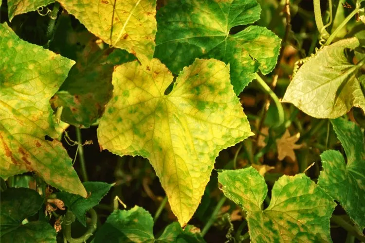 Cucumber leaves turning yellow