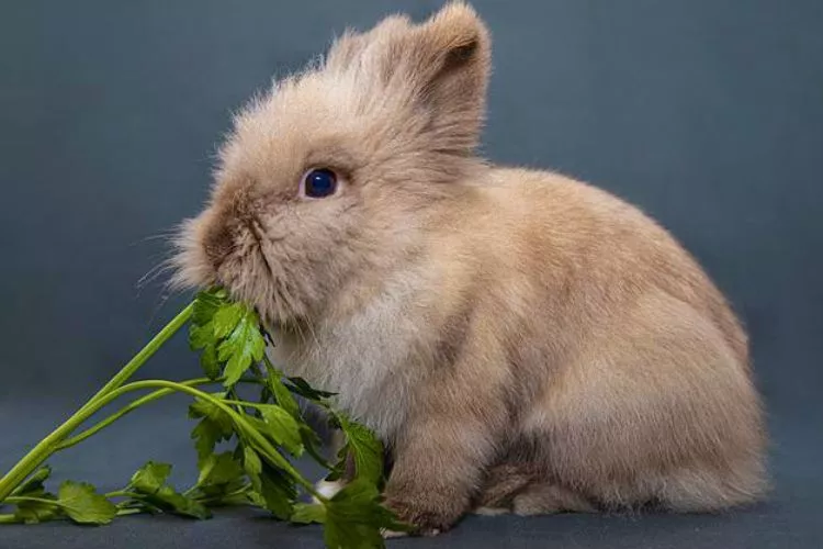 Do rabbits eat succulents