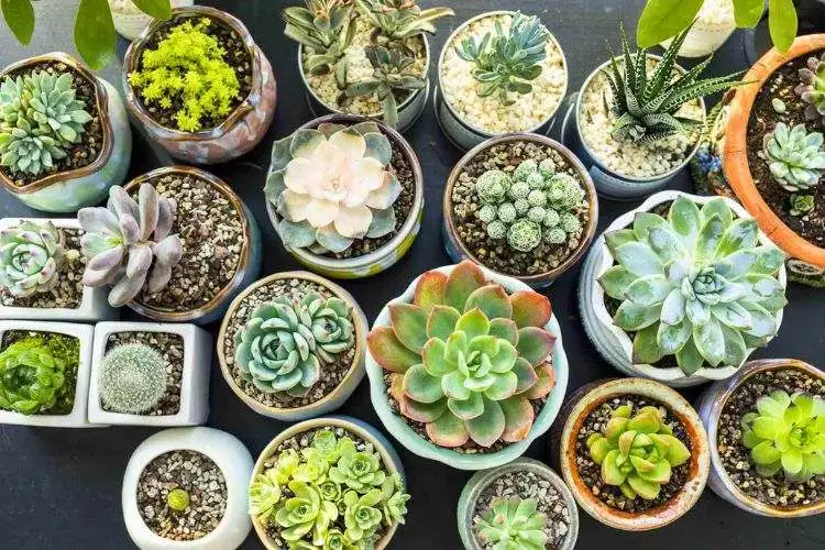 Fast growing succulents