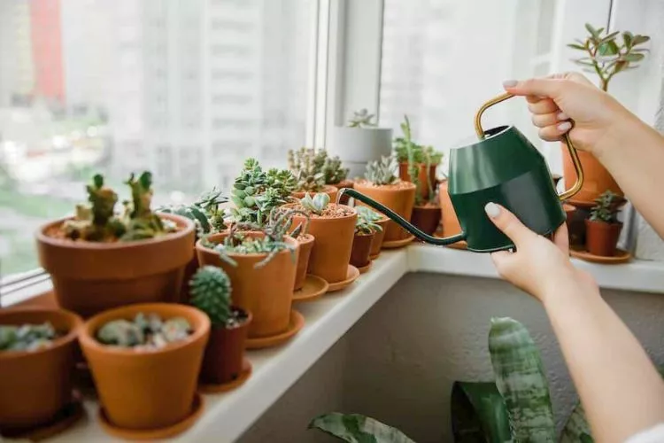 How Often To Water Succulents With Ice Cubes