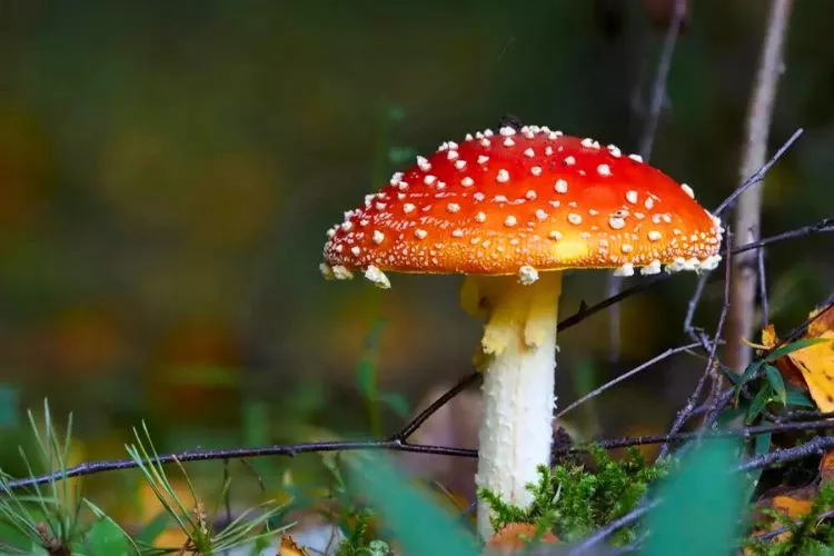 How long do mushroom spores last