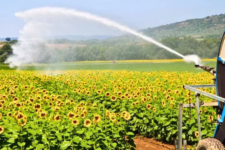 How often should sunflowers be watered