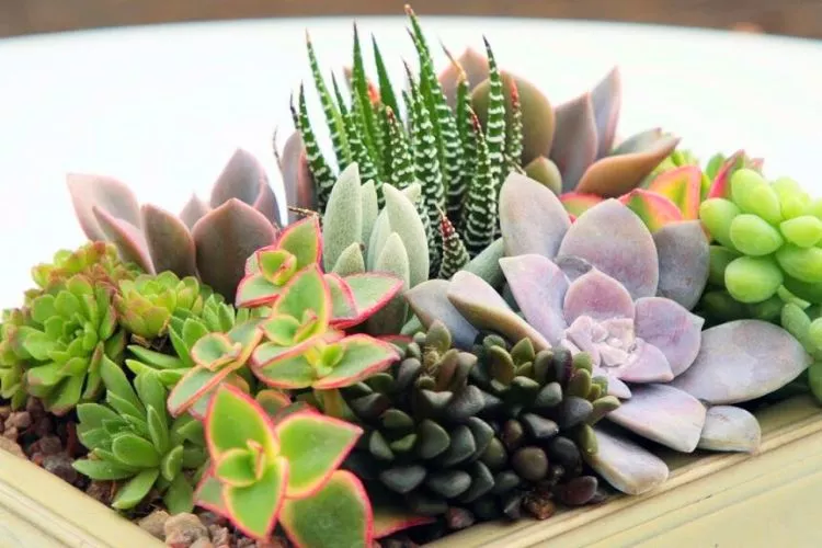 How to Make Succulents Grow Faster