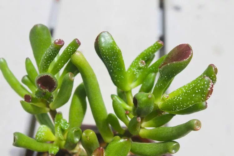 How to prevent white spots on my succulents