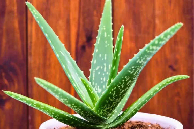 Other Requirements for Aloe Vera Plants