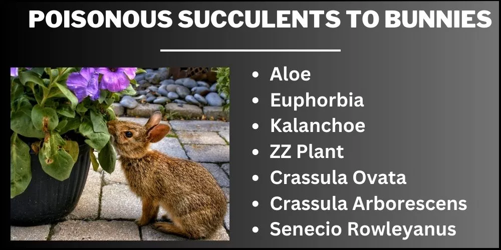 Poisonous Succulents to Bunnies