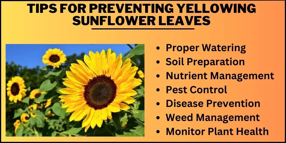 Tips for Preventing Yellowing Sunflower Leaves