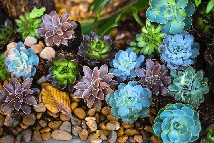 To accelerate the growth of your succulent plants, consider these practical tips