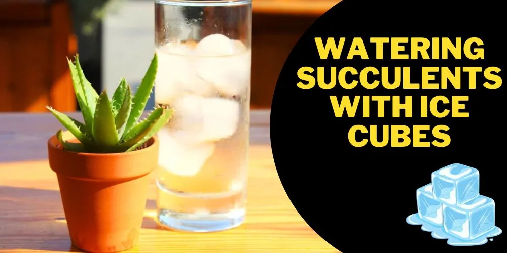 Watering succulents with ice cubes