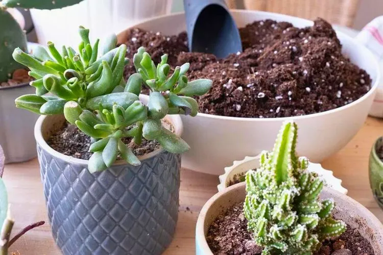 What Nutrients do Succulents Need