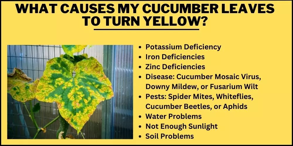 What causes my cucumber leaves to turn yellow