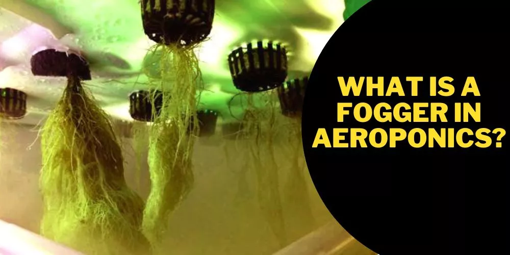 What is a Fogger in Aeroponics