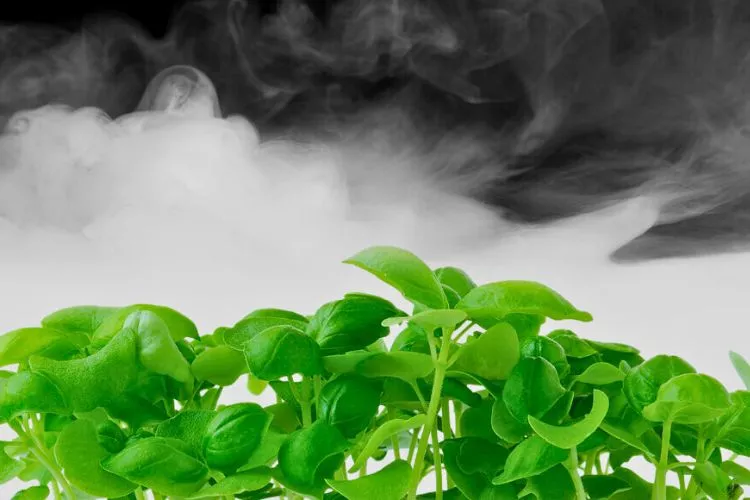 What is a Fogger in Aeroponics