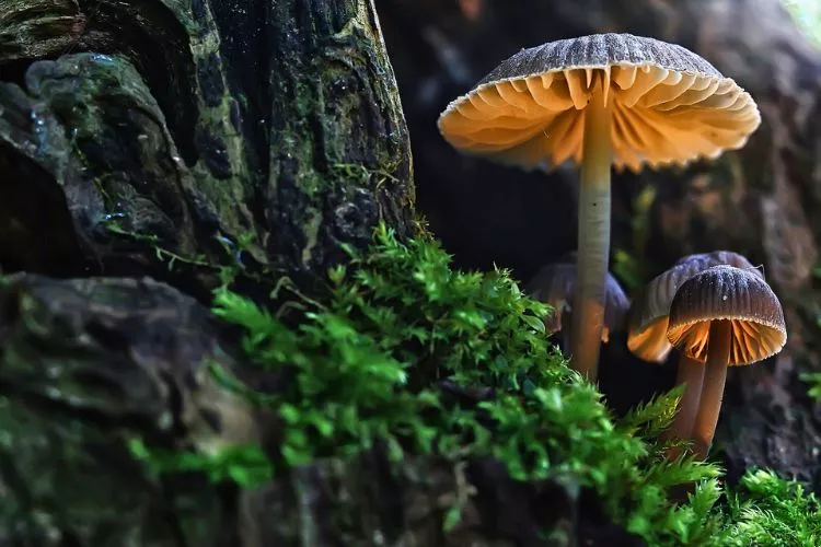 What is the average shelf life of mushroom spores