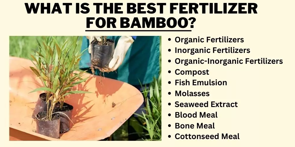 What is the best fertilizer for bamboo