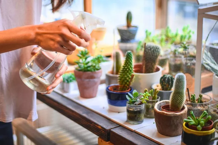 What is the best way to water succulents