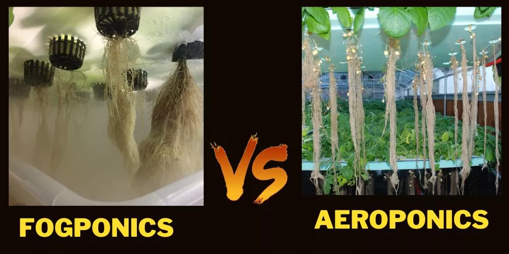 What is the difference between fogponics and aeroponics
