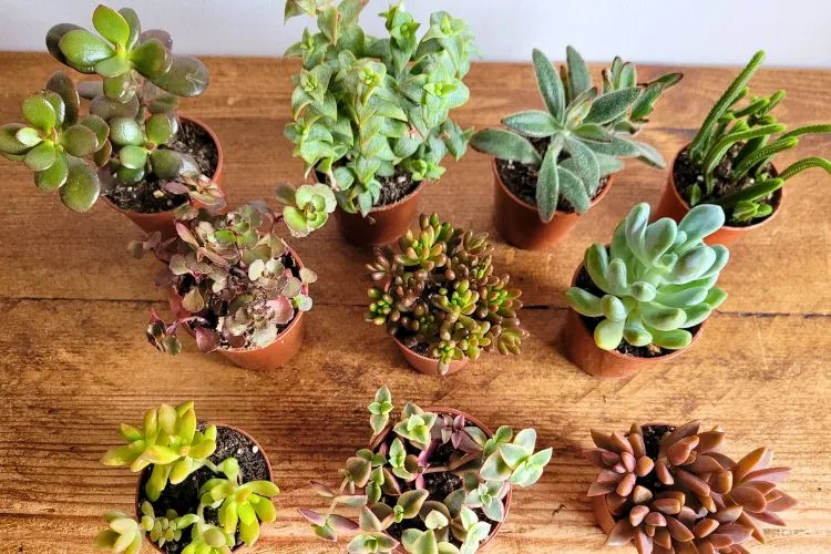 Can you import succulents from Korea