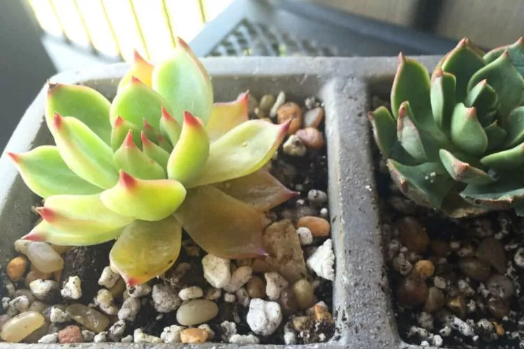 Indoor succulent leaves turning yellow
