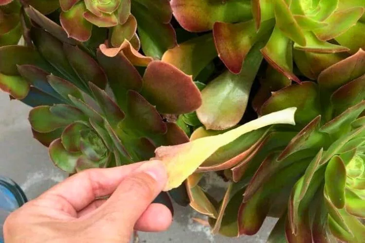 Should I remove yellow leaves from succulents