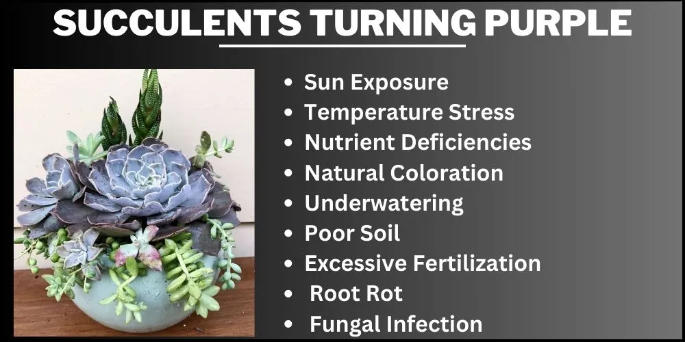 Succulents turning purple