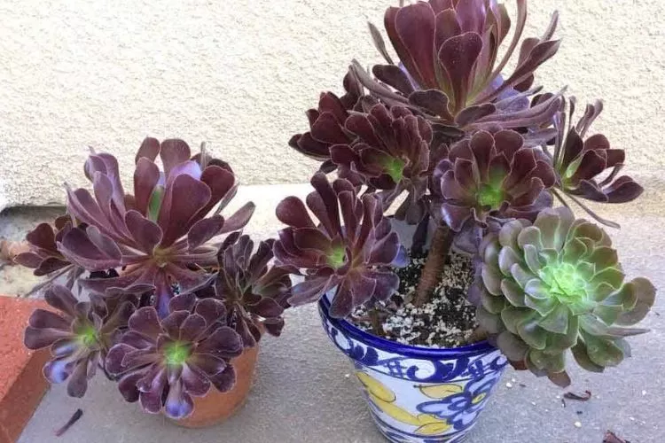 Succulents turning purple and brown