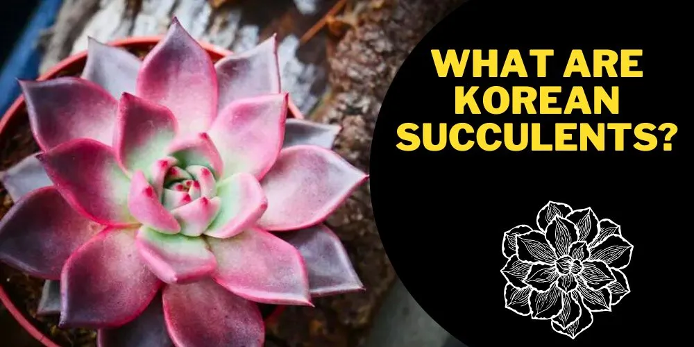 What are Korean succulents