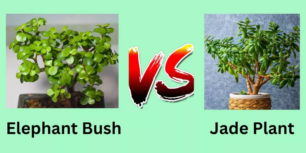 Elephant Bush vs Jade Plant