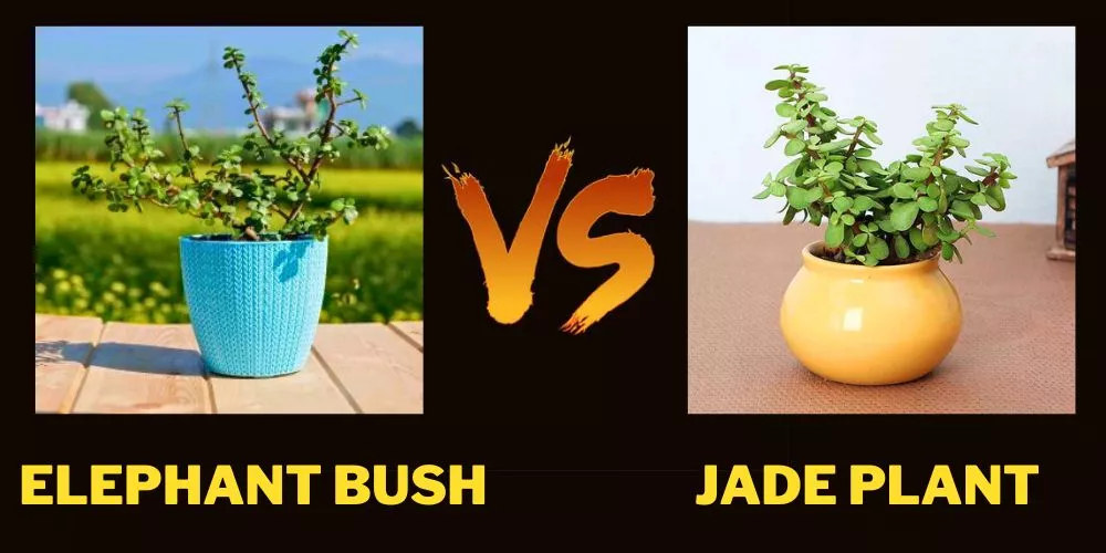 Elephant bush vs jade plant- Detailed Comparison
