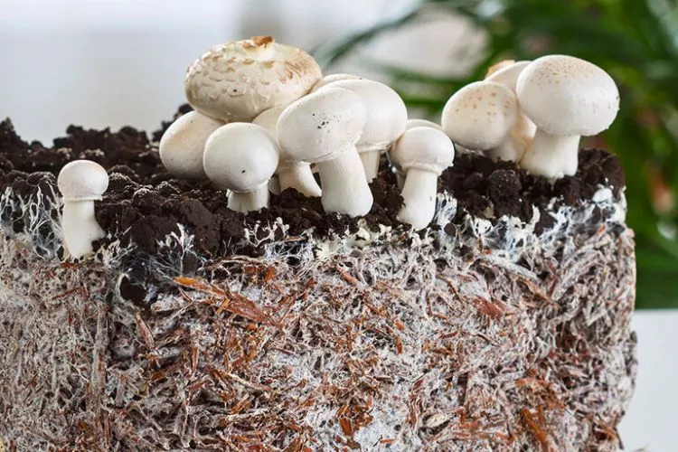 How long does it take for mycelium to start growing