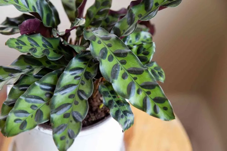 How to propagate a rattlesnake plant