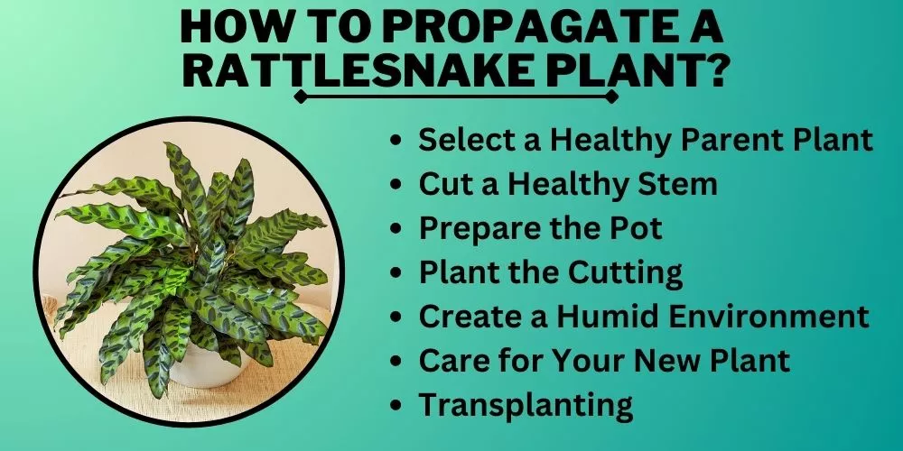How to propagate a rattlesnake plant