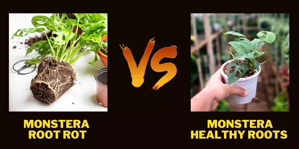 Root Rot vs Healthy Roots Monstera