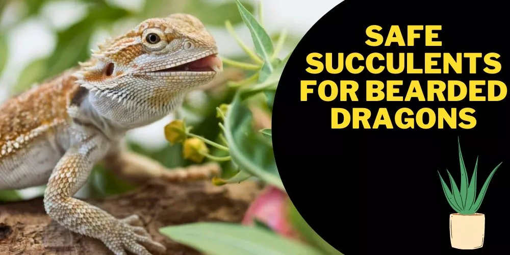 Safe succulents for bearded dragons